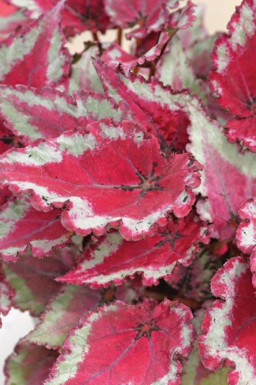 B. ‘Acapulco Pink’
